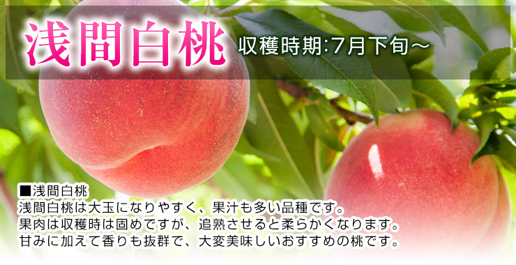 贈答用 浅間白桃（7月中旬頃～） |山梨の桃 美味しい桃 桃葡萄フルーツセレクト通販